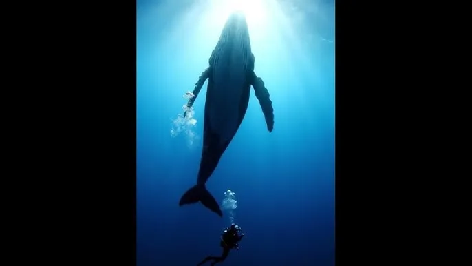 疯狂伦交H - 深蓝星球：探索海洋深处的未知世界